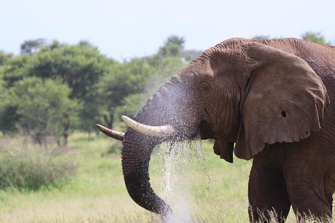 5 Days Tanzania Joining Safari with Pick Up Included Shared Tour - Why Tarangire, Serengeti, and Ngorongoro Works So Well in 5 Days