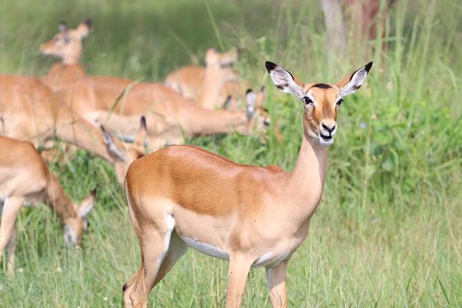 5 Days Tanzania Joining Safari with Pick Up Included Shared Tour - Day 2 Serengeti Afternoon Drive: When the Plains Start Giving Back