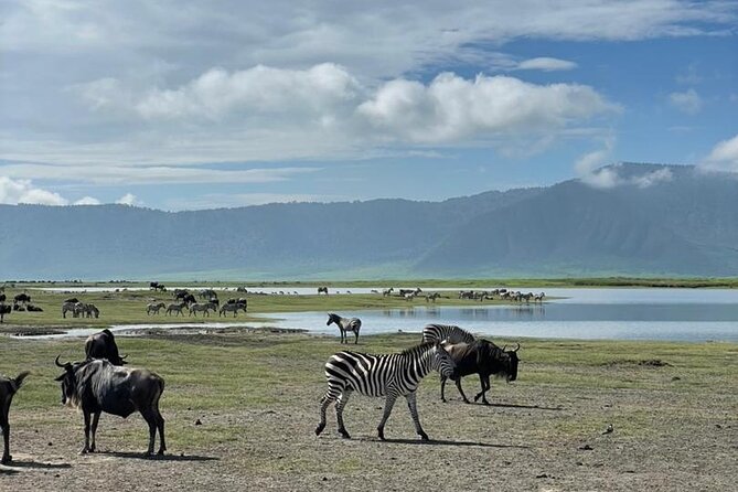 5 Days Tanzania Joining Safari with Pick Up Included Shared Tour - Day 4 Ngorongoro Crater Rim: From Serengeti Plains to a Volcanic Bowl