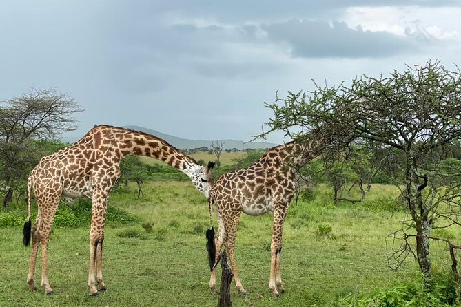 5 Days Tanzania Joining Safari with Pick Up Included Shared Tour - Price and Value: Is $1,500 Fair for This 5-Day Camping Safari?