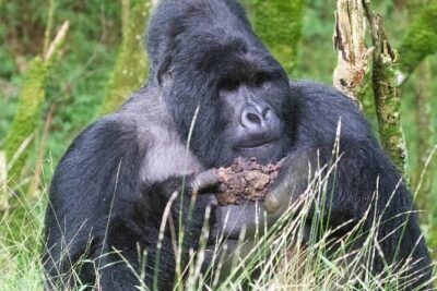 5 Days Uganda Gorilla, Chimpanzee and Wildlife Safari - Day 1 in Queen Elizabeth National Park: the Equator Crossing stop you’ll actually remember