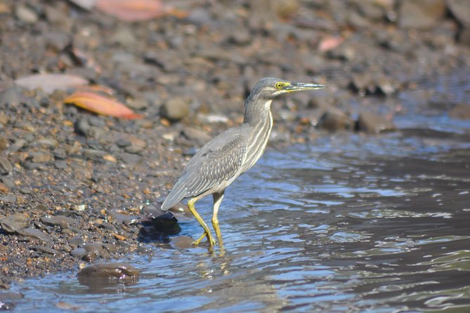 5 Hours Sharing Basis Kilim Mangrove Safari Boat Tour in Langkawi - What you’re really paying for at about $38