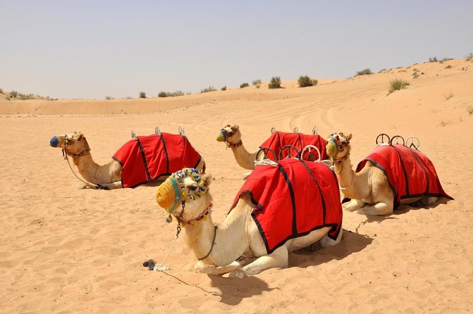 57 Heritage Desert Safari - Dubai Desert Conservation Reserve Makes This Safari Different