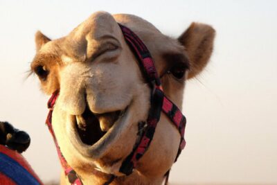 57 Heritage Safari with Dune Buggy - Dubai Desert Conservation Reserve: wildlife spotting with a slower pace