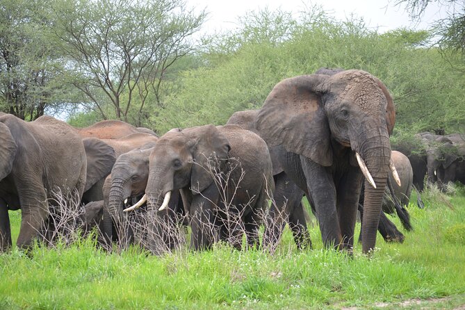 5days Tanzania Safari lodge and camping Serengeti, Tarangire & Ngorongoro Crater - How this 5-day northern circuit fits together (and why it works)