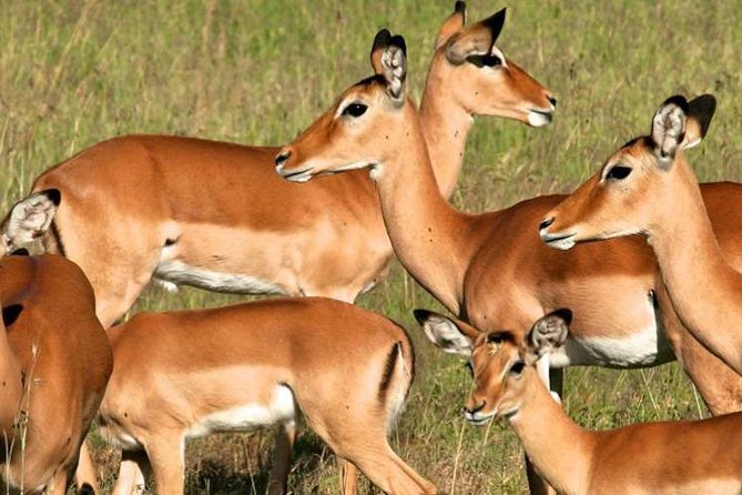 5days Tanzania Safari lodge and camping Serengeti, Tarangire & Ngorongoro Crater - Serengeti National Park: why the Seronera area is such a smart base