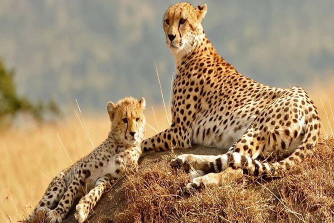 5days Tanzania Safari lodge and camping Serengeti, Tarangire & Ngorongoro Crater - Crater morning descent: steep path, fast sightings, and the picnic in the bowl (Day 5)