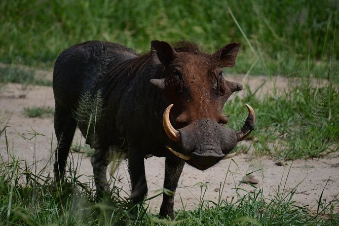 5days Tanzania Safari lodge and camping Serengeti, Tarangire & Ngorongoro Crater - What the daily game drives and small group really mean for your experience