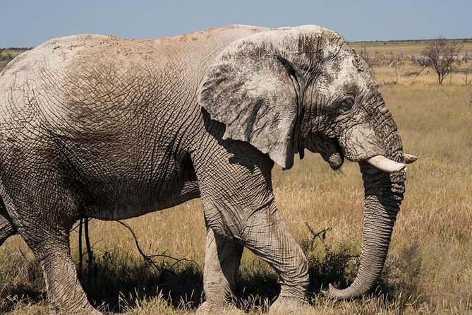 6-Day Dunes and Wildlife Accommodated Safari from Windhoek - How this Windhoek safari covers Namibia’s greatest hits (without a self-drive headache)