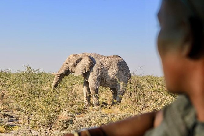 6-Day Dunes and Wildlife Accommodated Safari from Windhoek - Solitaire cheetah conservation: learning from the conservation side