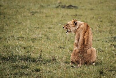 6-Day Maasai Mara, Lake Nakuru and Amboseli Safari - Day 1 Maasai Mara: Rift Valley photo stops and an afternoon game drive