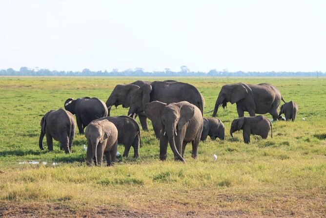6-Day Maasai Mara, Lake Nakuru and Amboseli Safari - Days 4–5 Amboseli: Kilimanjaro views, wildlife drives, and a Maasai village option