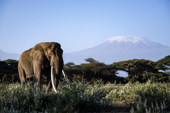 6-Day Maasai Mara, Lake Nakuru and Amboseli Safari - Day 6 Nairobi return: one last morning drive, then airport or hotel drop