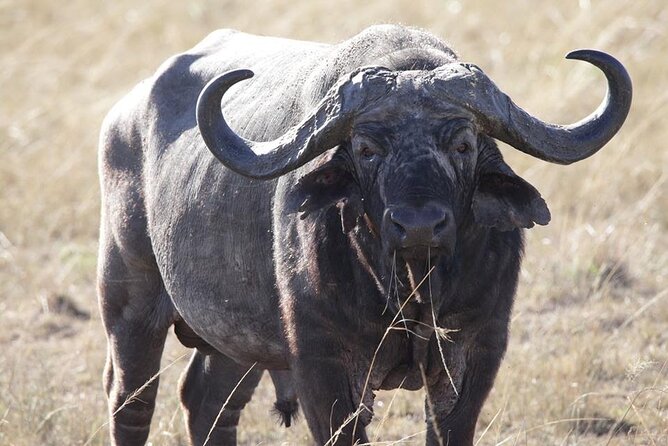 6-Day Maasai Mara, Lake Nakuru and Amboseli Safari - Price and value: what $3,040.55 covers (and where it might feel tight)