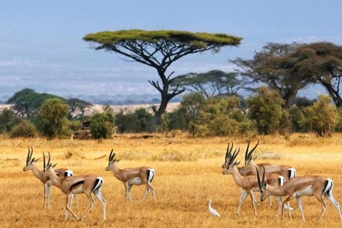 6-Day Private Landcruiser Safari to Masai Mara, Nakuru & Amboseli - Maasai Mara with two full days: Big Five odds and predator timing