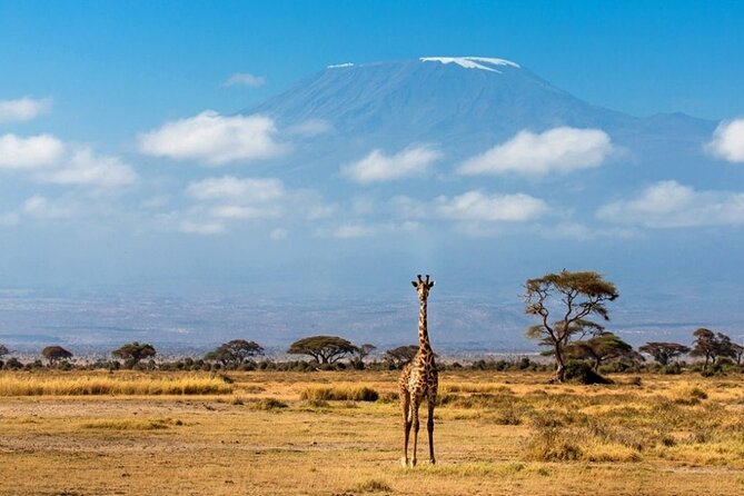 6-Day Private Landcruiser Safari to Masai Mara, Nakuru & Amboseli - A morning at Nakuru, then the jump to Amboseli