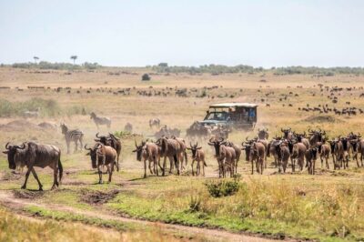 6-Day Private Landcruiser Safari to Masai Mara, Nakuru & Amboseli - Lake Nakuru National Park: flamingoes and rhino chances in one stop