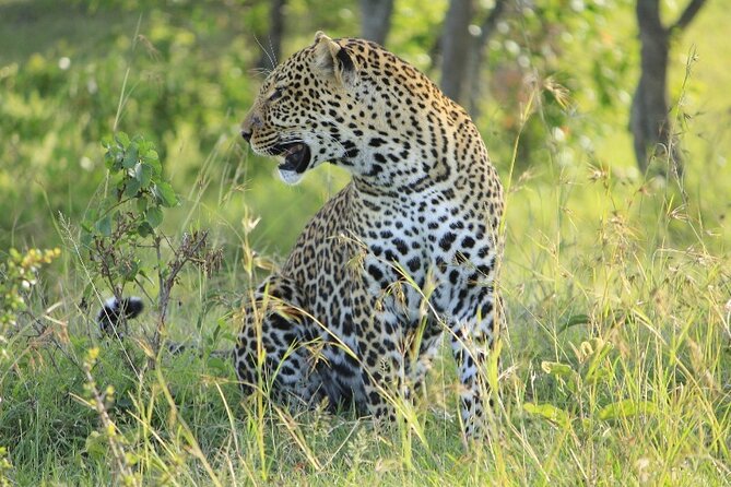 6-Day Private Landcruiser Safari to Masai Mara, Nakuru & Amboseli - Amboseli full day: elephants, herd energy, and Kilimanjaro if the sky behaves