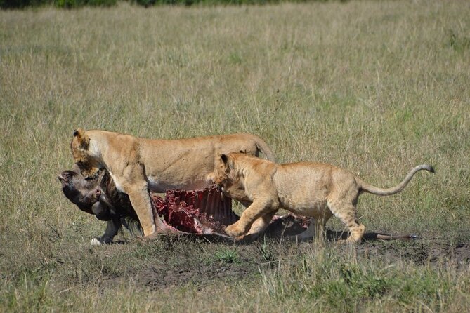 6-Day Private Landcruiser Safari to Masai Mara, Nakuru & Amboseli - The final game drive back toward Nairobi: end with one more hunt