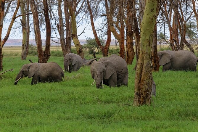 6-Day Private Landcruiser Safari to Masai Mara, Nakuru & Amboseli - Private Landcruiser safari value: why the guide matters as much as the route