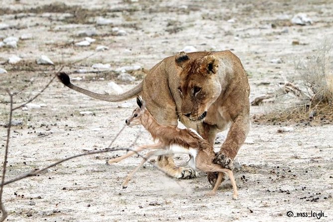 6 Day Sand, Sea & Etosha Budget Camping Safari - Day 5 Halali camp and the morning drink game plan