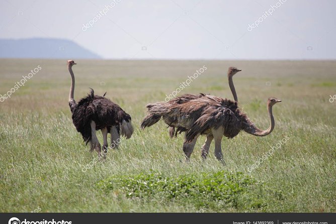 6 Day Tanzania Wildlife Mid range Safari - Olduvai Gorge Stop on Day 5 and the Ngorongoro Lodge Base