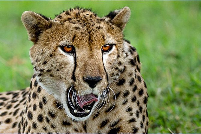 6 Day Tanzania Wildlife Mid range Safari - Ngorongoro Crater Day: Descend Over 600 Meters for Predators and Lake Magadi
