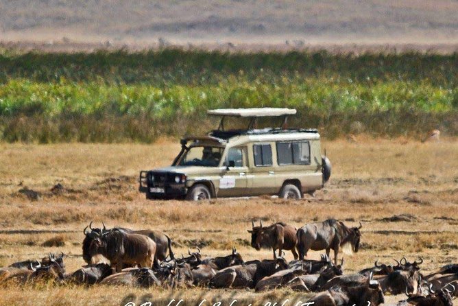 6 Day Tanzania Wildlife Mid range Safari - Mid-Range Lodges, Real Meals, and the 4x4 Vehicle Reality