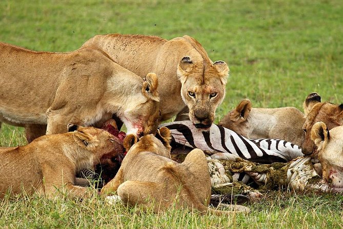 6 Day Tanzania Wildlife Mid range Safari - Guide Quality That Shows Up in the Results