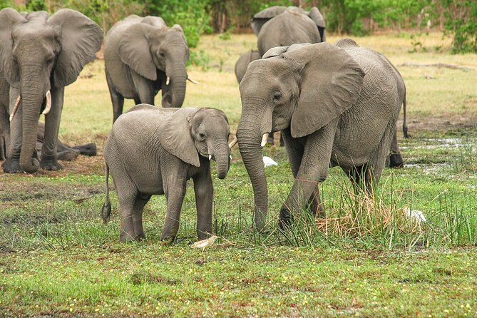 6 Days 5 Night Safari - 6-Day Safari from Moshi: What Makes This Route Worth Your Time