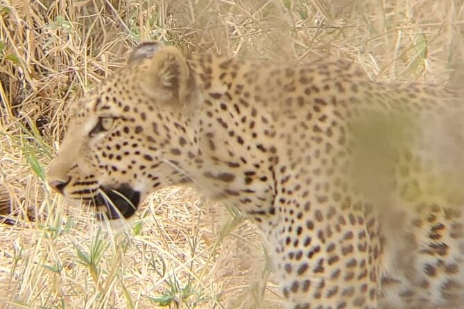6 Days 5 Night Safari - Getting Started in Moshi: Pickup, Mobile Ticket, and Your Safari Base