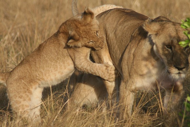 6 Days 5 Night Safari - Lake Manyara Day: Tree-Climbing Lions and Seeing the Park in Levels