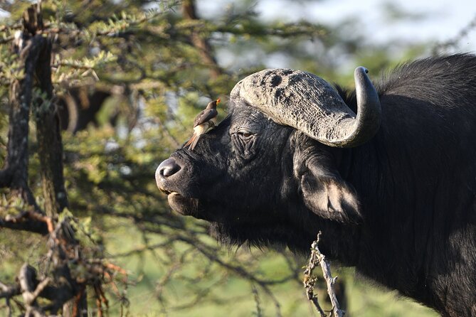 6 Days 5 Night Safari - Ngorongoro Crater Big Five Day: The Caldera Advantage for Game Viewing