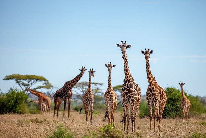 6 Days 5 Night Safari - Day 6: Birding and Dry-Season Game Around the Tarangire River