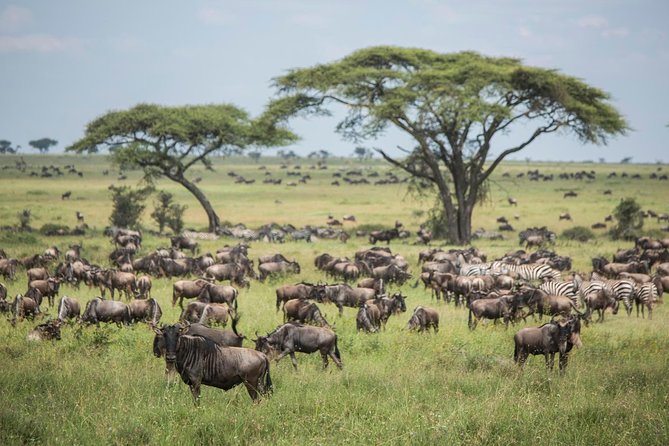 6 days 5 nights safari Ngorongoro, Serengeti and Tarangire National Parks - Why this 6-day loop hits the best wildlife zones