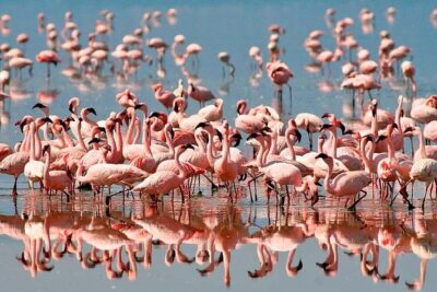 6 days 5 nights safari Ngorongoro, Serengeti and Tarangire National Parks - Tarangire day: elephants, long drives, and a lodge outside the park