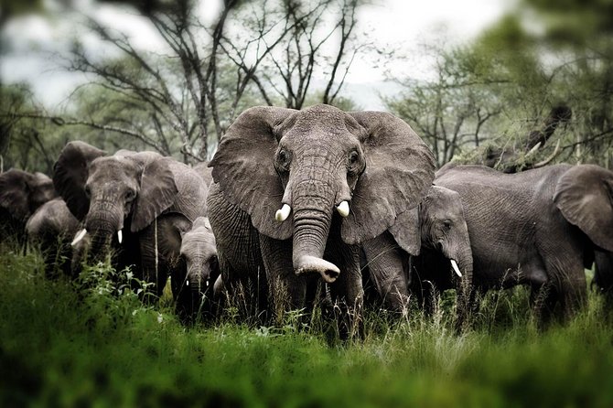 6 days 5 nights safari Ngorongoro, Serengeti and Tarangire National Parks - Service quality: guides, chefs, and fast communication
