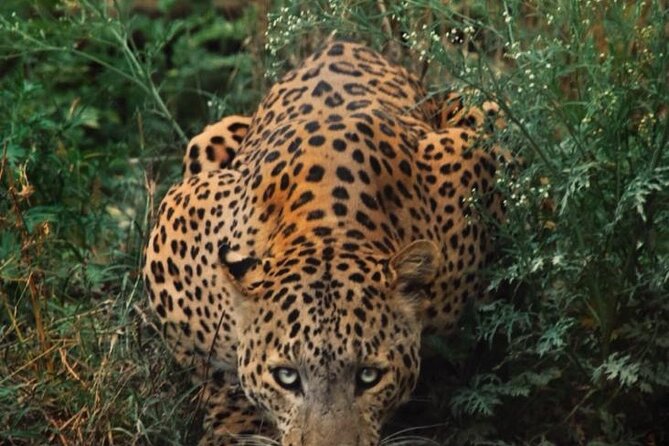 6-Days Golden Triangle Tour With Ranthambore & Jhalana Safari - Key points worth knowing before you go