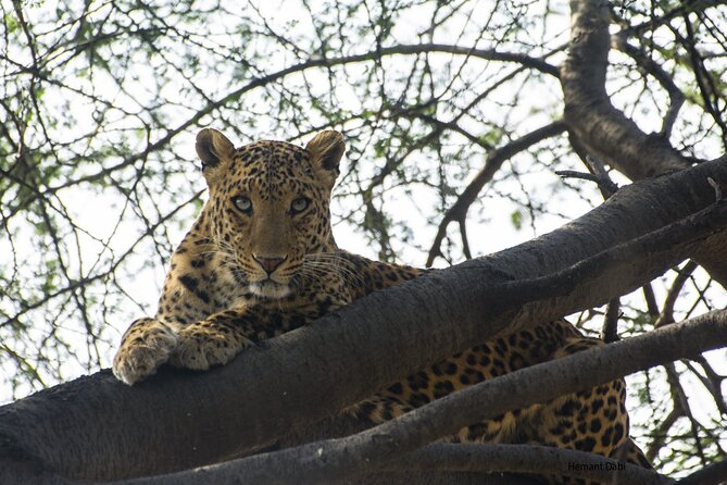 6-Days Golden Triangle Tour With Ranthambore & Jhalana Safari - Agra at dawn: Taj Mahal guided visit plus fort and “Baby Taj”