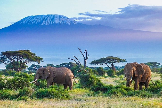 6 Days Masai Mara, Lake Nakuru & Amboseli-Ultimate Kenyan Safari - Price and What $395 Covers (and What It Doesn’t)
