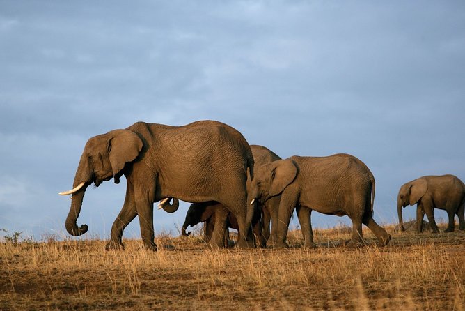 6 Days Masai Mara, Lake Nakuru & Amboseli-Ultimate Kenyan Safari - Day 2: Full Masai Mara Day, Big Five Odds, and Picnic Lunch Boxes