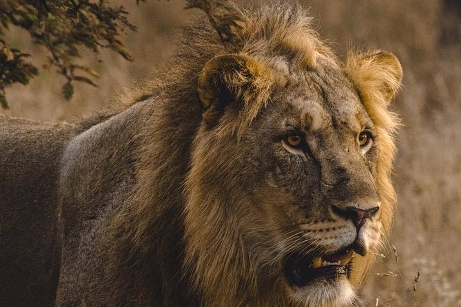 6 Days Masai Mara, Lake Nakuru & Amboseli-Ultimate Kenyan Safari - Day 3: Lake Nakuru Arrival for Black Rhino Focus and Birding Time