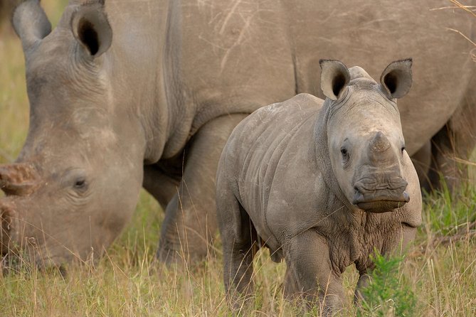 6 Days Masai Mara, Lake Nakuru & Amboseli-Ultimate Kenyan Safari - Day 4: Naivasha Option for Hippos, Then Drive into Amboseli and Kilimanjaro Views