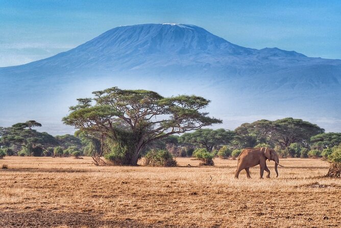 6-Days Masai Mara, Nakuru & Amboseli Group Safari on Landcruiser - Nairobi pickup, Land Cruiser pace, and a small-group vibe
