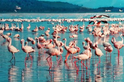 6-Days Masai Mara, Nakuru & Amboseli Group Safari on Landcruiser - Day 2: Full Masai Mara day for Big Five chances, plus Maasai and balloon options