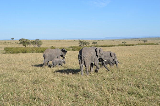 6-Days Masai Mara, Nakuru & Amboseli Group Safari on Landcruiser - Day 4: Morning drives at Nakuru, then the road to Amboseli
