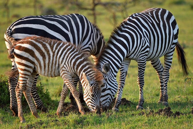 6-Days Masai Mara, Nakuru & Amboseli Group Safari on Landcruiser - Day 5: Amboseli full day, Kilimanjaro views, and optional Maasai village time