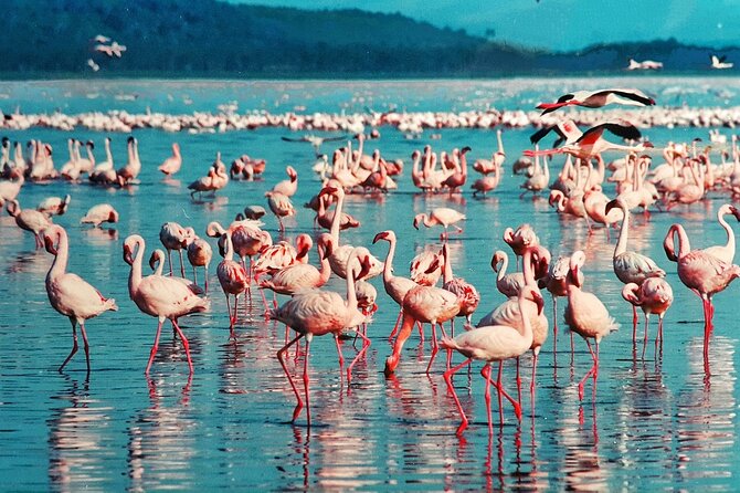 6-Days Masai Mara, Nakuru & Amboseli Group Safari on Landcruiser - Day 2: Full Masai Mara day for Big Five chances, plus Maasai and balloon options