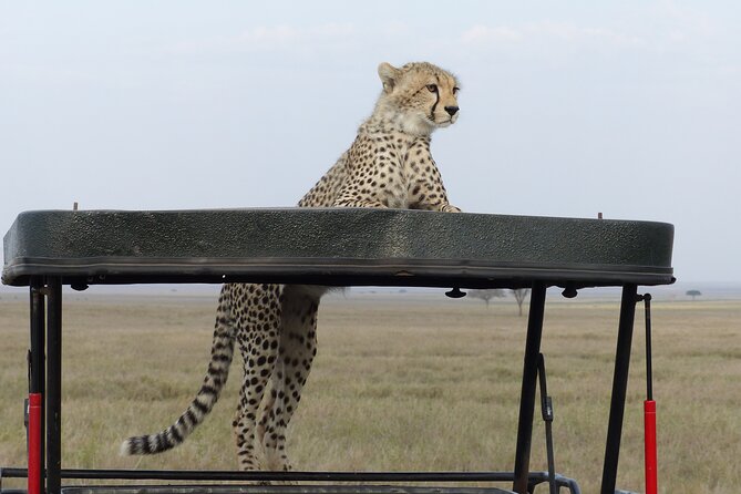 6 Days Private Budget Safari - Lake Manyara: Flamingos, Tree-Climbing Lion Territory, and Bird Variety