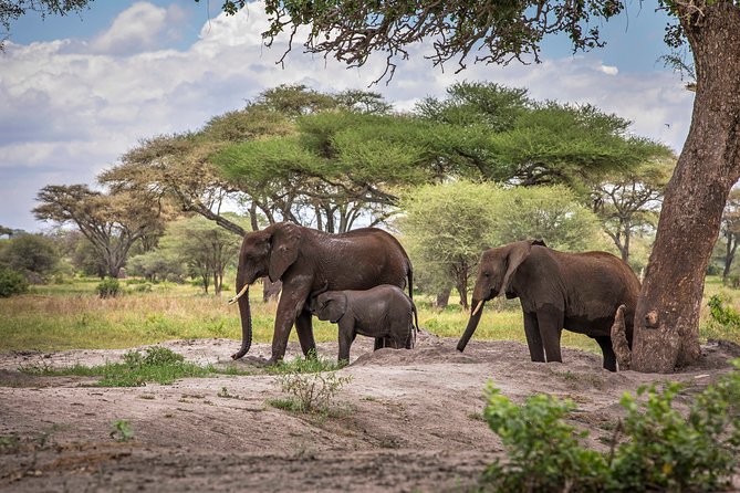 6 Days Private Budget Safari - Serengeti National Park: Long Drives, Sunrise Shots, and Bird Life